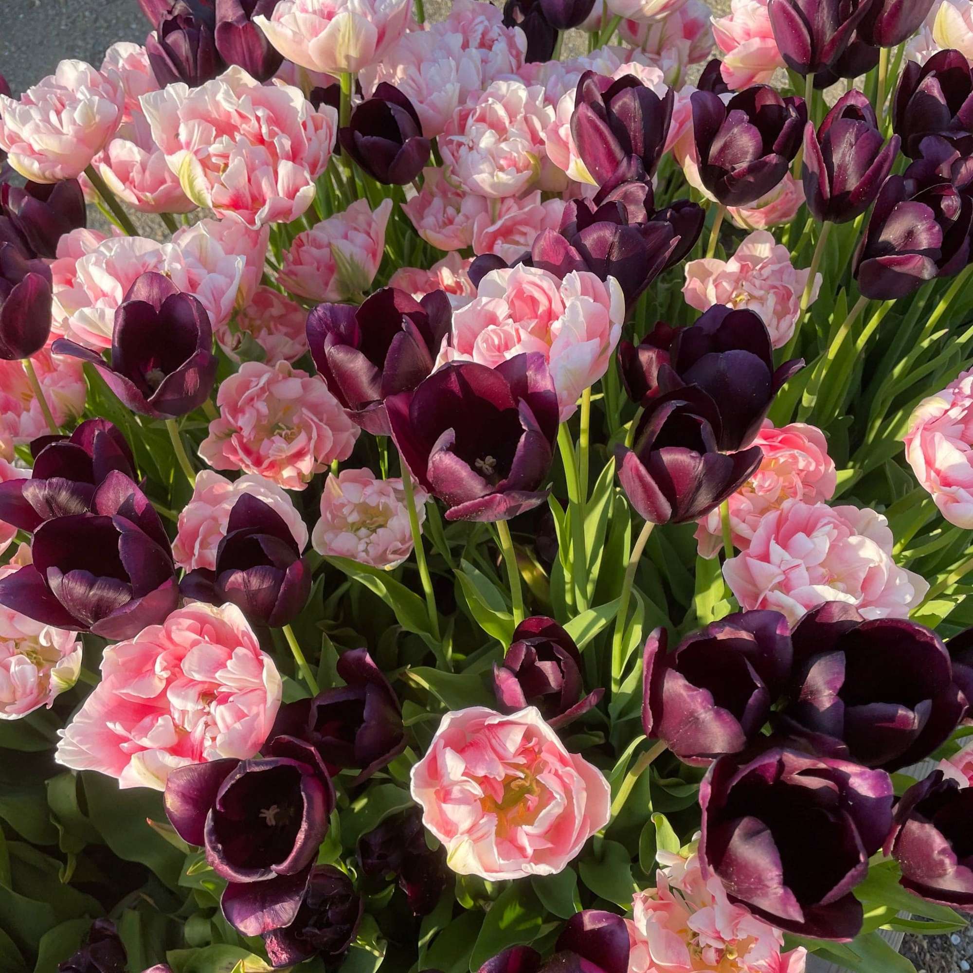 Tulpenmischung 'Isabella'